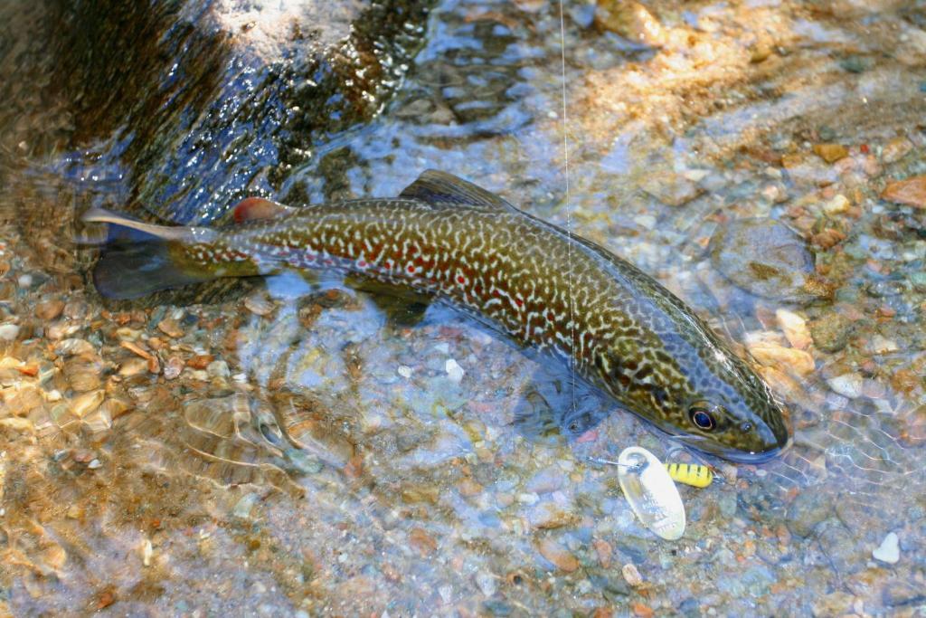 Hotel Sport - Pet friendly hotel&fishing lovers Levico Terme Eksteriør bilde